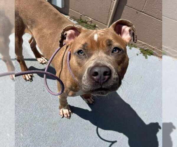 Medium Photo #2 American Pit Bull Terrier Puppy For Sale in DuQuoin, IL, USA
