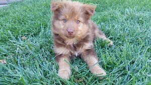 Australian Shepherd Puppy for sale in PUEBLO, CO, USA