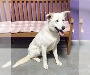 Siberian Husky-Unknown Mix Dogs for adoption in Genesee, WI, USA