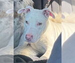 Small #8 American Pit Bull Terrier