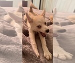 Small Photo #101 Pomsky Puppy For Sale in LOVELAND, CO, USA