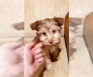 Shih Tzu-Yorkie-Poo Mix Puppy for sale in MOUNT CLEMENS, MI, USA