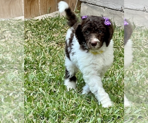 Medium Photo #6 Poodle (Standard) Puppy For Sale in SAN ANTONIO, TX, USA