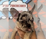 Small Photo #6 French Bulldog Puppy For Sale in VICTORVILLE, CA, USA