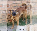 Small #2 Black Mouth Cur Mix