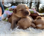 Small Photo #4 Cavachon-Cavapoo Mix Puppy For Sale in MONTECITO, CA, USA