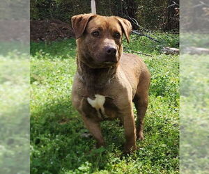 Mutt Dogs for adoption in Wetumpka, AL, USA