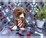Small #2 Cavapoo (Miniature)