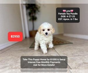 Poodle (Toy) Puppy for sale in TUCSON, AZ, USA