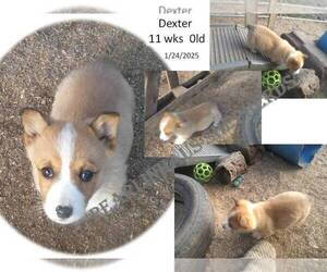 Pembroke Welsh Corgi Puppy for sale in GOLDENDALE, WA, USA