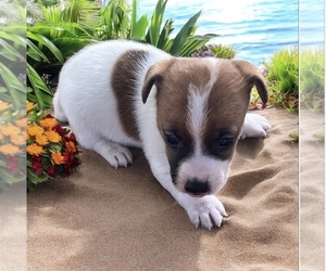 Jack Russell Terrier Puppy for sale in NASHVILLE, NC, USA