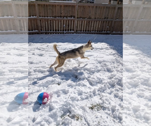 Medium Photo #15 Siberian Husky-Unknown Mix Puppy For Sale in Holly Springs, NC, USA