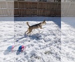 Small #14 Siberian Husky Mix