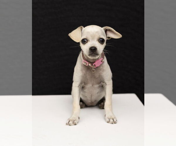 Medium Photo #2 Chihuahua-Unknown Mix Puppy For Sale in Oakley , CA, USA