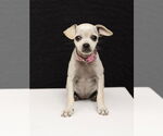 Small #1 Chihuahua Mix