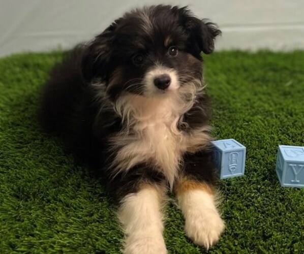 Medium Photo #3 Australian Shepherd Puppy For Sale in STUART, FL, USA