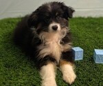 Small #2 Australian Shepherd