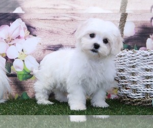 Zuchon Puppy for sale in MARIETTA, GA, USA