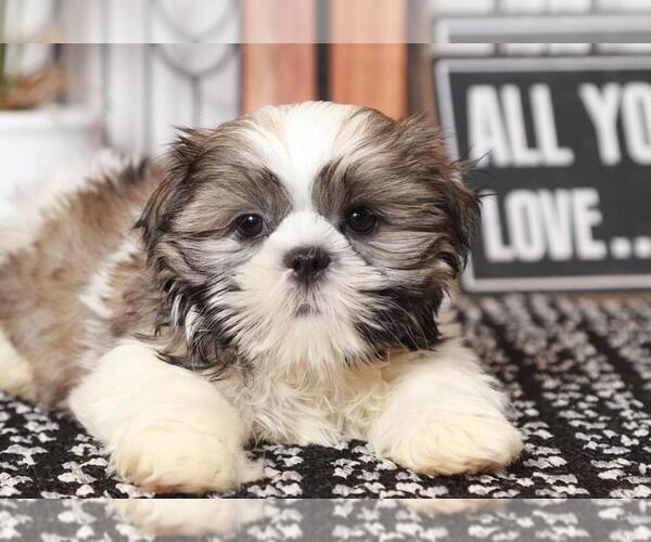 Medium Photo #2 Shih Tzu Puppy For Sale in NAPLES, FL, USA