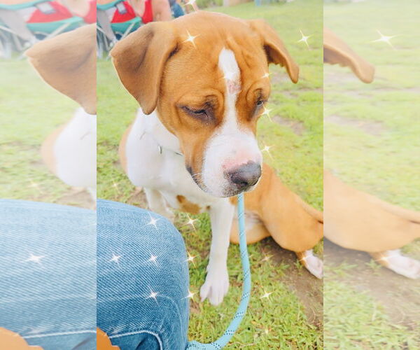 Medium Photo #3 Treeing Walker Coonhound-Unknown Mix Puppy For Sale in Princeton, MN, USA