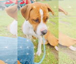 Small #2 Treeing Walker Coonhound Mix