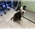 Small American Staffordshire Terrier Mix