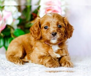 Cavapoo Puppy for sale in DENVER, PA, USA