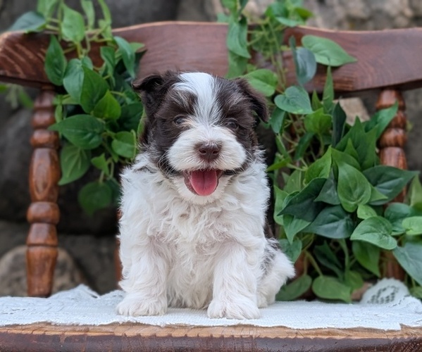 Medium Photo #53 Havanese Puppy For Sale in GOSHEN, IN, USA