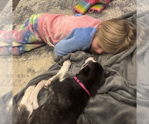 Medium Photo #11 Siberian Husky-Unknown Mix Puppy For Sale in Fargo, ND, USA