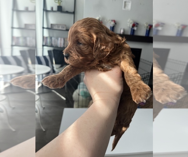 Medium Photo #2 Goldendoodle (Miniature) Puppy For Sale in MEDFORD, MA, USA