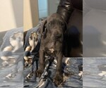 Small Photo #3 Great Dane Puppy For Sale in MILTON, FL, USA
