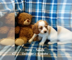 Cockalier Puppy for sale in CLARKRANGE, TN, USA