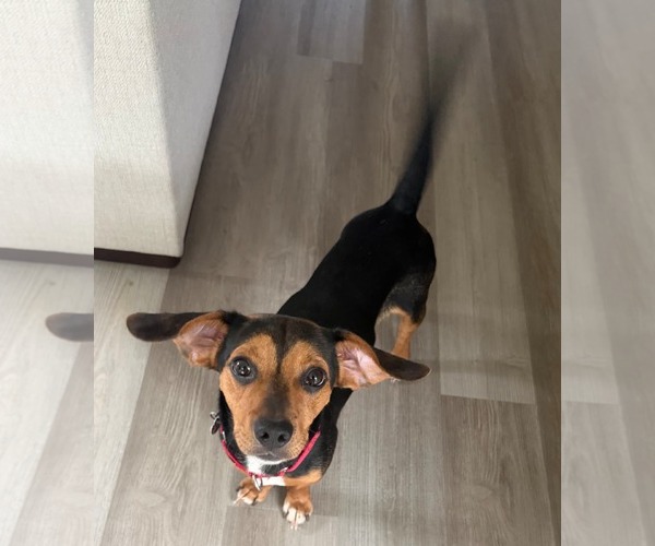 Medium Photo #13 Beagle-Unknown Mix Puppy For Sale in Dunnellon, FL, USA
