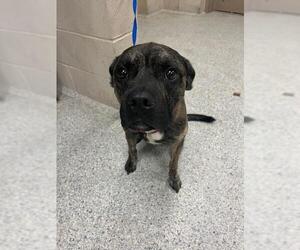 Plott Hound-Unknown Mix Dogs for adoption in Conroe, TX, USA