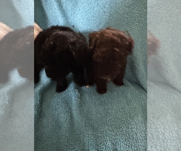 Medium Photo #2 Poodle (Toy) Puppy For Sale in MURFREESBORO, TN, USA