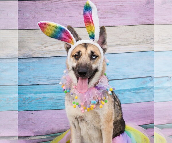 Medium Photo #2 Siberian Husky-Unknown Mix Puppy For Sale in Phoenix, AZ, USA