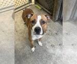 Small #6 Mutt