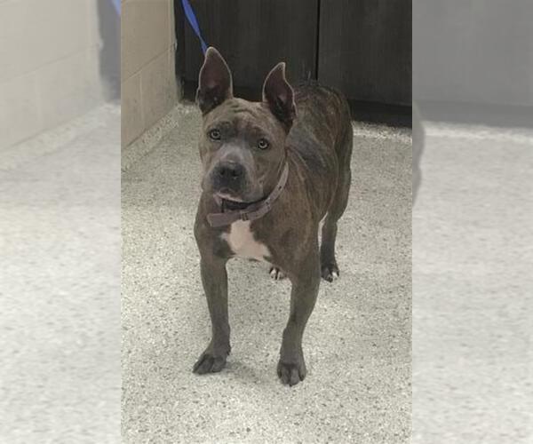 Medium Photo #1 American Pit Bull Terrier Puppy For Sale in Conroe, TX, USA