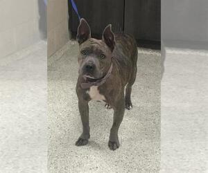 American Pit Bull Terrier Dogs for adoption in Conroe, TX, USA