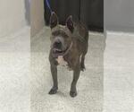 A433749 - Female American Pit Bull Terrier Dog for Adoption - Small photo