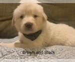 Small Photo #14 Pyredoodle Puppy For Sale in MARION, IN, USA