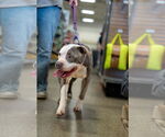 Small #6 American Pit Bull Terrier Mix