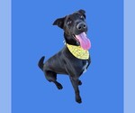 *DISCORD/RANGER - Male Border Collie Dog for Adoption - Small photo