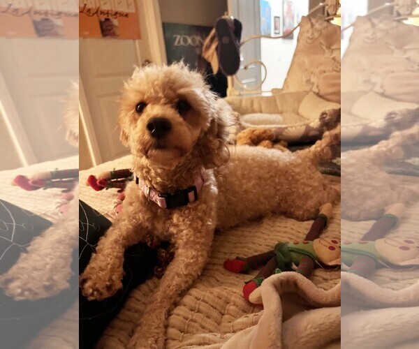 Medium Photo #2 Poodle (Miniature) Puppy For Sale in Imperial Beach, CA, USA