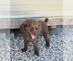 Small Photo #1 Cockapoo (Miniature) Puppy For Sale in BLUE MOUNTAIN, MS, USA
