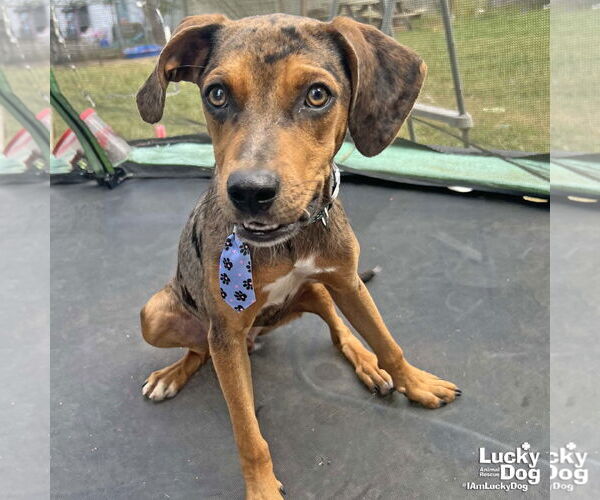 Medium Photo #6 Catahoula Leopard Dog-Retriever  Mix Puppy For Sale in Washington, DC, USA