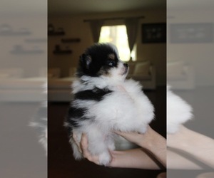 Pomeranian Puppy for Sale in CONROE, Texas USA