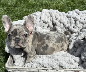 French Bulldog Puppy for Sale in WASHINGTON, District of Columbia USA