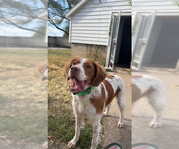 Medium Photo #4 Brittany Puppy For Sale in Curwensville, PA, USA