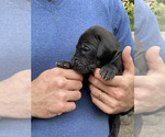 Puppy DARK GREEN Great Dane